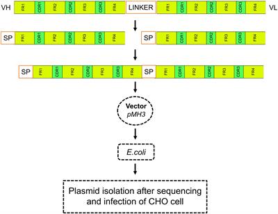 Frontiers Bioengineering And Computational Analysis Of Programmed